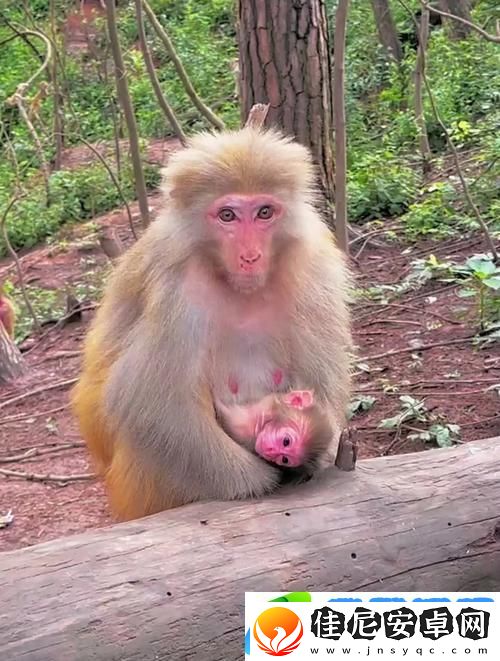 “monkey-logy”：潮流巅峰的啼笑皆非