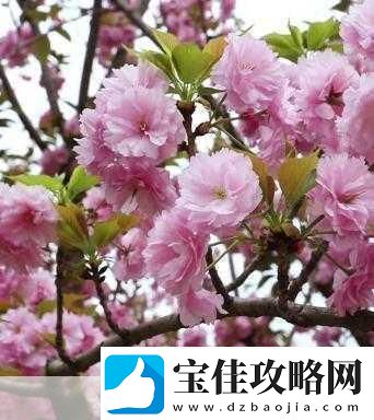 粉色视频免费高清观看3受欢迎程度非常高＂粉色视频