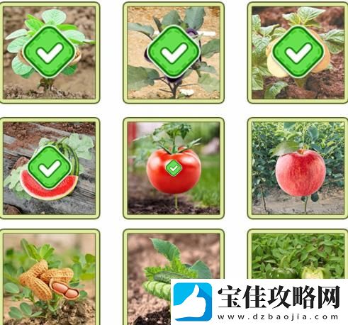 文字找茬大师果蔬匹配把果蔬挪到对的菜苗位置怎么过关