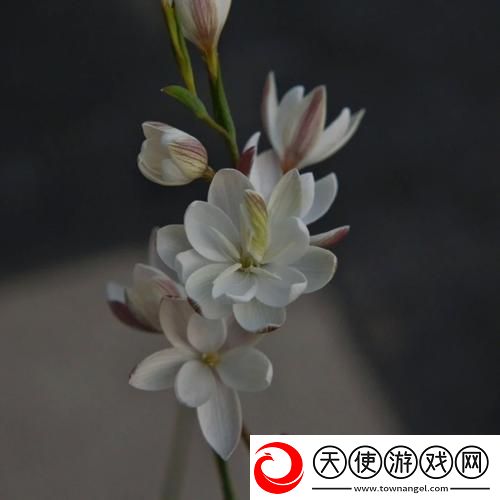 女子半夜莲花开是不是刚做过-网友：这只是传说中的误解！