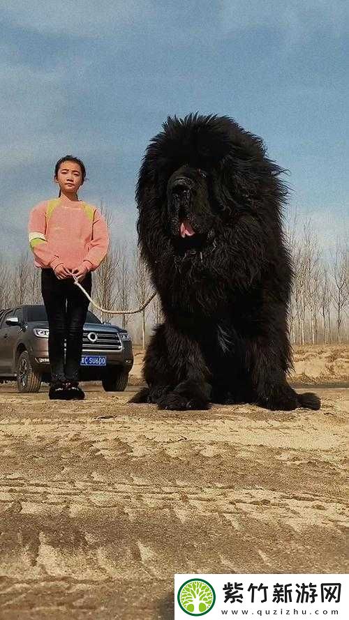 震惊藏獒为何会吃主人-探究藏獒吃主人生物本能背后的原因