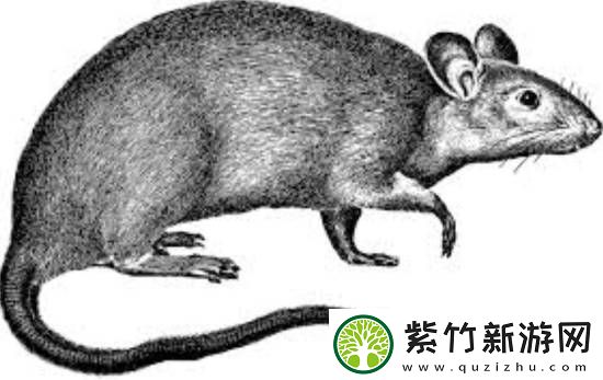 动保组织PETA抵制恐怖片诺斯费拉图