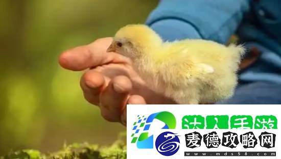印度一男子因生吞小鸡窒息而亡-法医从喉咙取出活鸡