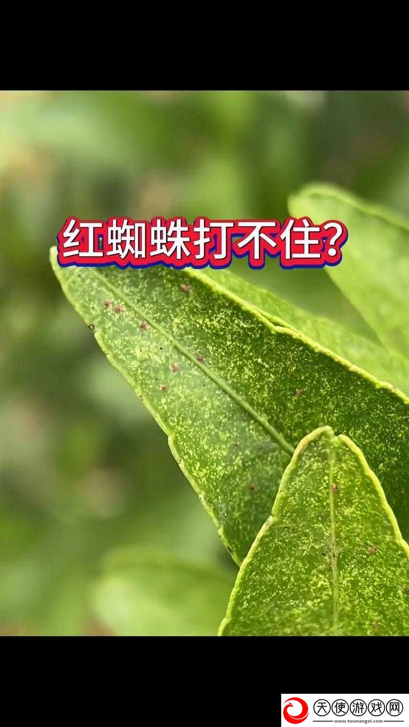 密不可分！面对蜘蛛-该如何巧妙应对-蜘蛛打法全揭秘！