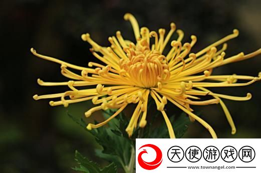国产做受与进口竹菊