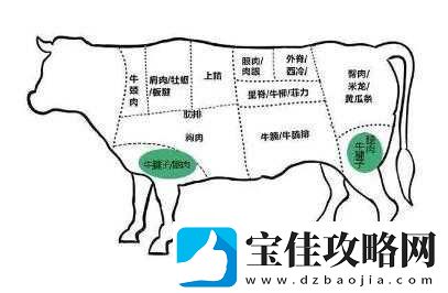 牛百叶是牛的什么部位：深入探究其所属及特点