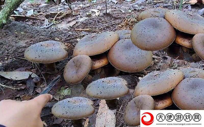“菇菌诡秘-黑料揭秘：创新江湖谁主沉浮-”
