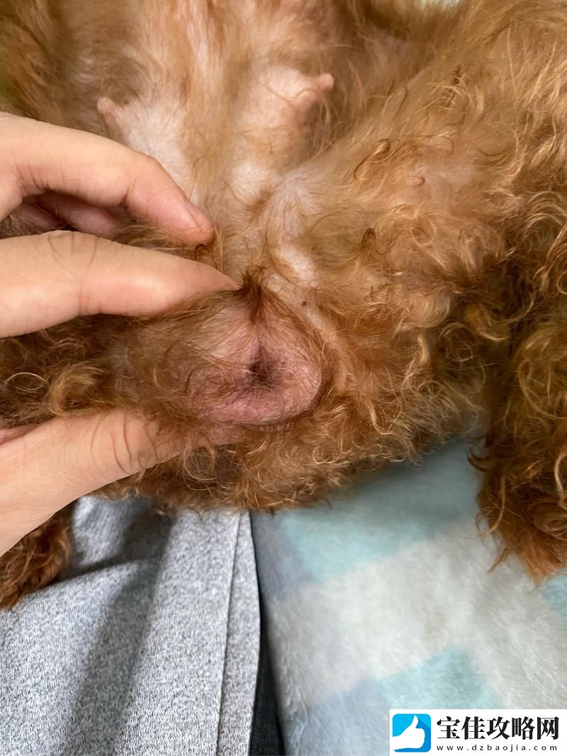 狗狗舔人阴部会得HPV吗-探讨与解读